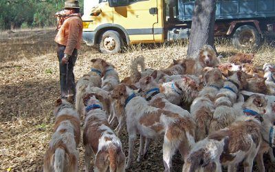 La Ley Animalista continuará tramitándose tras rechazarse las enmiendas a la totalidad de PP, Vox y PNV