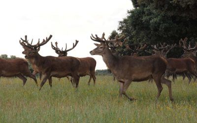 La carne de caza silvestre, un motor económico en las áreas rurales