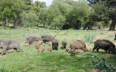 Los decomisos de jabalíes en Extremadura por posible tuberculosis arruinan el sector productor…