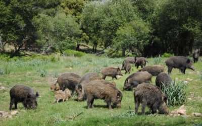 DECOMISOS POR TUBERCULOSIS EN EXTREMADURA